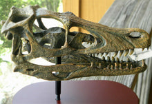 Charger l&#39;image dans la galerie, Raptor Skull Resin Model Life Size 1/1 Scale Sculpture
