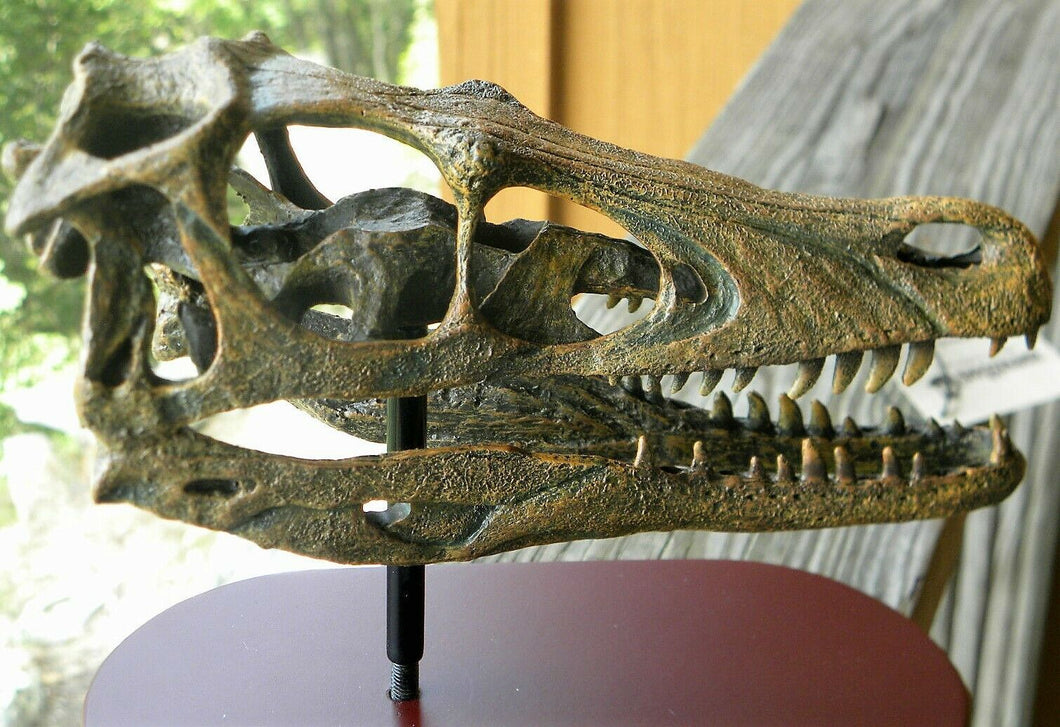 Raptor Skull Resin Model Life Size 1/1 Scale Sculpture