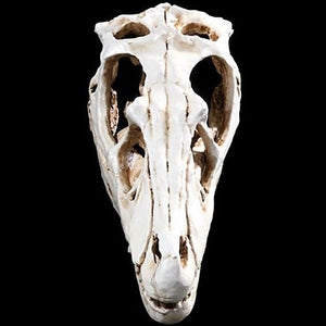 Raptor (Velociraptor) Skull Model Resin Model Small Size