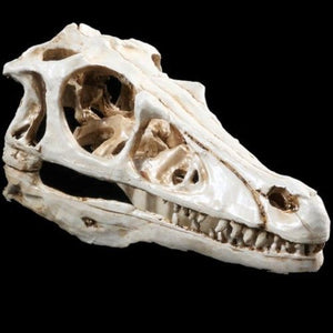 Raptor (Velociraptor) Skull Model Resin Model Small Size