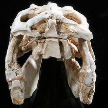 Load image into Gallery viewer, Raptor (Velociraptor) Skull Model Resin Model Small Size
