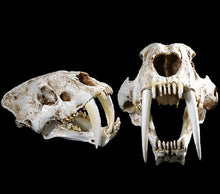 Load image into Gallery viewer, Sabertoothed Tiger Smilodon Skull Replica Model Resin Sculpture 1/1 Scale
