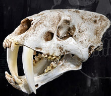 Cargar imagen en el visor de la galería, Sabertoothed Tiger Smilodon Skull Replica Model Resin Sculpture 1/1 Scale
