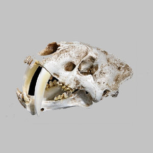 Sabertoothed Tiger Smilodon Skull Replica Model Resin Sculpture 1/1 Scale