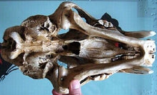 Charger l&#39;image dans la galerie, Sabertoothed Tiger Smilodon Skull Replica Model Resin Sculpture 1/1 Scale
