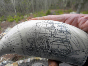 Sperm Whale Tooth Replica Scrimshaw 7 Inches Long The Comet Resin Model