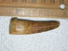 Charger l&#39;image dans la galerie, Spinosaurus Tooth 2 Inches Long Genuine Fossil
