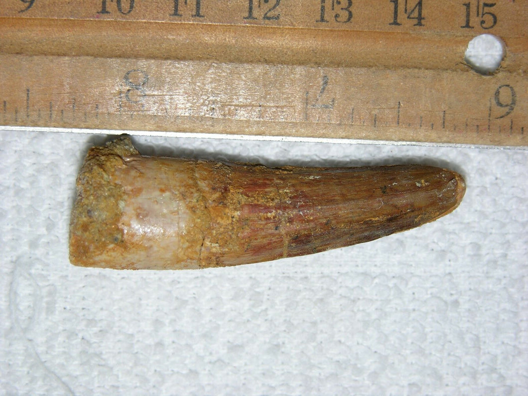 Spinosaurus Tooth 2 Inches Long Real Dinosaur Fossil