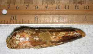 Spinosaurus Tooth 3 Inches Long Genuine Fossil
