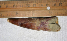 Charger l&#39;image dans la galerie, Spinosaurus Tooth 3 Inches Long Genuine Fossil
