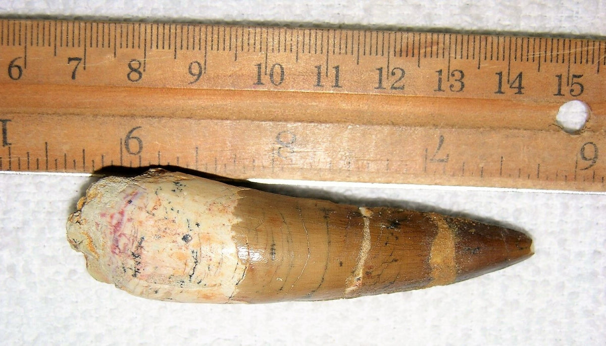Spinosaurus Tooth 3 Inches Long Real Dinosaur Fossil – rocksolidfossils