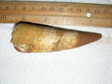 Charger l&#39;image dans la galerie, Spinosaurus Tooth Large 4 Inches Long Real Dinosaur Fossil
