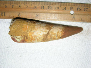 Spinosaurus Tooth Large 4 Inches Long Genuine Fossil