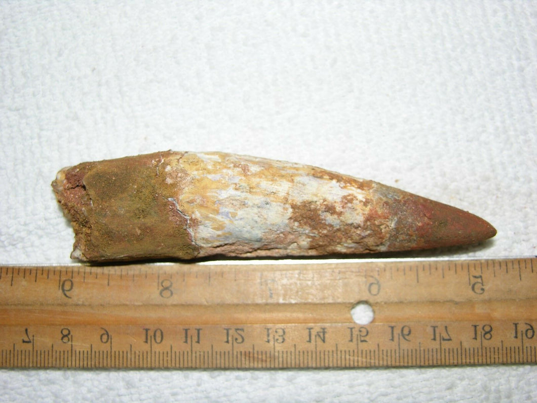 Spinosaurus Tooth Large 4 Inches Long Real Dinosaur Fossil