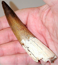 Load image into Gallery viewer, Spinosaurus Tooth 3 Inches Long Genuine Fossil
