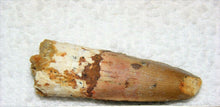 Load image into Gallery viewer, Spinosaurus Tooth 1 1/2 Inches Long Real Dinosaur Fossil
