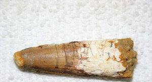 Spinosaurus Tooth 1 1/2 Inches Long Genuine Fossil