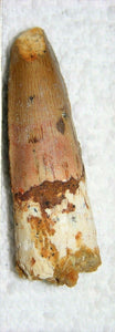 Spinosaurus Tooth 1 1/2 Inches Long Genuine Fossil