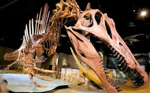 Cargar imagen en el visor de la galería, Spinosaurus Tooth 2 Inches Long Real Dinosaur Fossil
