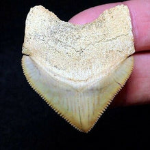 Load image into Gallery viewer, Squalicorax Extinct Shark Tooth Pre-Historic 1 Inch Long Genuine &amp; Unrestored
