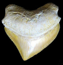 Cargar imagen en el visor de la galería, Squalicorax Extinct Shark Tooth Pre-Historic 1 Inch Long Genuine &amp; Unrestored
