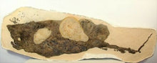 Cargar imagen en el visor de la galería, Squalicorax Extinct Shark Tooth Pre-Historic 1 Inch Long Genuine &amp; Unrestored
