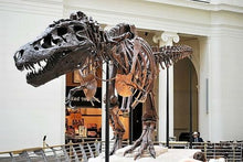 Cargar imagen en el visor de la galería, Tyrannosaurus Rex Tooth Hell Creek Fossil T-Rex 1/2 Inch Long Genuine &amp; Unrestored
