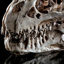 Cargar imagen en el visor de la galería, Tyrannosaurus Rex Skull Replica Small Size Resin Model T-Rex Sculpture
