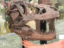 Charger l&#39;image dans la galerie, Tyrannosaurus Rex Skull Replica Large Head Resin Model T-Rex Sculpture
