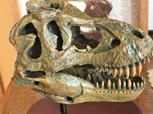 Charger l&#39;image dans la galerie, Tyrannosaurus Rex Skull Replica 1/10th Scale Resin Model T-Rex Sculpture
