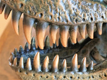 Cargar imagen en el visor de la galería, Tyrannosaurus Rex Skull Replica 1/10th Scale Resin Model T-Rex Sculpture
