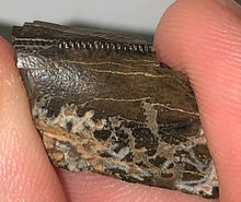 Load image into Gallery viewer, Tyrannosaurus Rex Tooth Hell Creek Fossil T-Rex 1/2 Inch Long Genuine &amp; Unrestored
