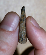 Charger l&#39;image dans la galerie, Tyrannosaurus Rex Tooth Hell Creek Fossil T-Rex 1/2 Inch Long Genuine &amp; Unrestored
