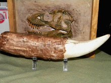 Cargar imagen en el visor de la galería, Tyrannosaurus Rex Tooth Replica 12 Inches Long Resin Model T-Rex Sculpture
