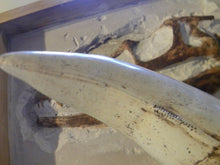 Charger l&#39;image dans la galerie, Tyrannosaurus Rex Tooth Replica 12 Inches Long Resin Model T-Rex Sculpture

