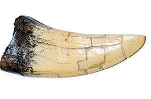 Tyrannosaurus Rex Tooth Replica 4 1/2 Inches Long Resin Model T-Rex Sculpture
