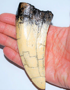 Tyrannosaurus Rex Tooth Replica 4 1/2 Inches Long Resin Model T-Rex Sculpture