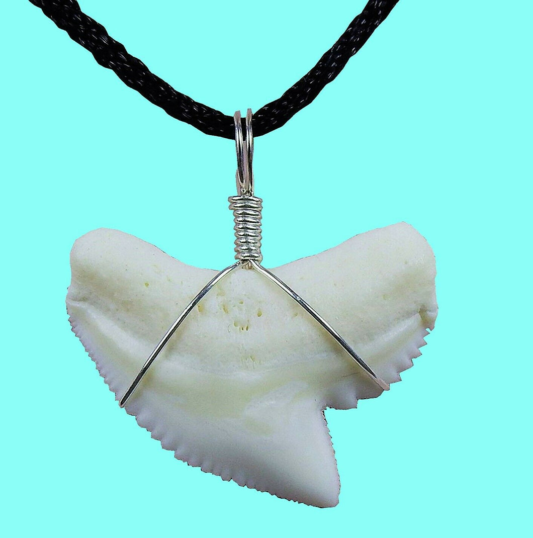 Tiger Shark Tooth Necklace 1 Inch Long Genuine & Unrestored