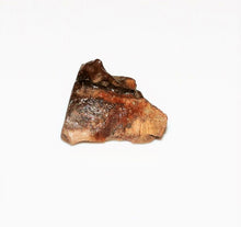 Load image into Gallery viewer, Triceratops Tooth Hell Creek Fossil 1/2 Inch Long Genuine &amp; Unrestored
