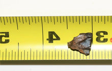 Load image into Gallery viewer, Triceratops Tooth Hell Creek Fossil 1/2 Inch Long Genuine &amp; Unrestored

