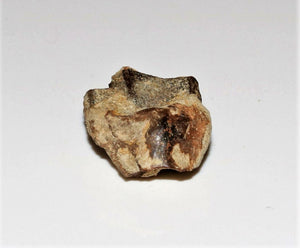 Triceratops Tooth Hell Creek Fossil 1/2 Inch Long Genuine & Unrestored