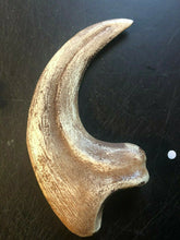 Cargar imagen en el visor de la galería, Utahraptor Claw Replica 9 Inches Long Beige Resin Model
