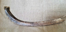 Cargar imagen en el visor de la galería, Woolly Mammoth Rib Bone Genuine Fossil Siberia
